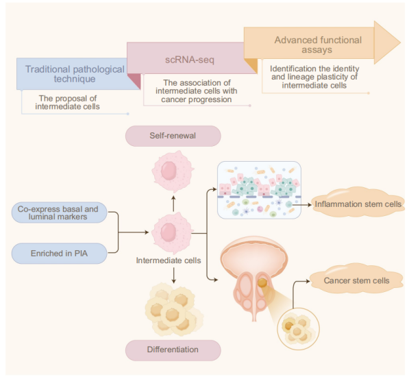仁信优配 谱系可塑性与肿瘤微环境：前列腺癌干细胞驱动耐药的双引擎